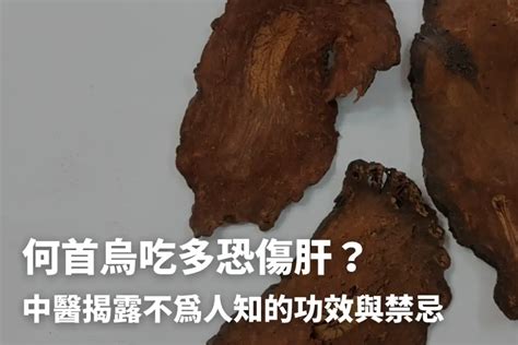 何首烏 什麼人不能吃|何首烏秋冬進補怎麼吃？醫列功效禁忌＋何首烏藥膳做。